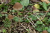  (Psathyrella dicrani - BGE_00473_H06)  @11 [ ] Copyright (2024) Alessandro Ruggero None