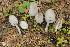  (Coprinopsis martinii - BGE_00474_D01)  @11 [ ] Copyright (2024) Enrico Bizio none