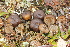  (Galerina pseudotundrae - BGE_00474_F07)  @11 [ ] Copyright (2024) Enrico Bizio none