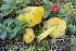  (Hygrocybe paraceracea - BGE_00475_A03)  @11 [ ] Copyright (2024) Enrico Bizio none