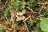  (Inocybe agordina - BGE_00475_B01)  @11 [ ] Copyright (2026) Enrico Bizio none