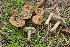  (Inocybe aurantiobrunnea - BGE_00475_B08)  @11 [ ] Copyright (2027) Enrico Bizio none