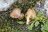  (Inocybe favrei-cavipes - BGE_00475_C04)  @11 [ ] Copyright (2029) Enrico Bizio none