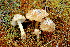  (Inocybe fulvida - BGE_00475_C07)  @11 [ ] Copyright (2030) Enrico Bizio none