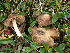  (Inocybe gymnopilus - BGE_00475_C09)  @11 [ ] Copyright (2031) Enrico Bizio none