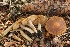  (Inocybe heterochrominea - BGE_00475_C12)  @11 [ ] Copyright (2032) Enrico Bizio none