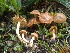  (Inocybe hypotheja - BGE_00475_D03)  @11 [ ] Copyright (2034) Enrico Bizio none