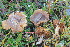  (Inocybe maculipes - BGE_00475_D05)  @11 [ ] Copyright (2036) Enrico Bizio none