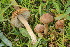  (Inocybe mundula - BGE_00475_D12)  @11 [ ] Copyright (2043) Enrico Bizio none