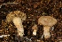  (Inocybe oreina - BGE_00475_E04)  @11 [ ] Copyright (2044) Enrico Bizio none