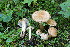  (Inocybe pedemontana - BGE_00475_E08)  @11 [ ] Copyright (2046) Enrico Bizio none