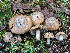  (Inocybe psammophila - BGE_00475_E11)  @11 [ ] Copyright (2047) Enrico Bizio none