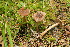  (Inocybe romana - BGE_00475_F04)  @11 [ ] Copyright (2048) Enrico Bizio none