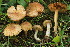  (Inocybe roseascens - BGE_00475_F06)  @11 [ ] Copyright (2050) Enrico Bizio none