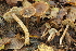  (Inocybe striatorimosa - BGE_00475_F09)  @11 [ ] Copyright (2051) Enrico Bizio none