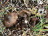  (Inocybe tetragonospora - BGE_00475_F12)  @11 [ ] Copyright (2052) Enrico Bizio none