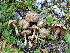  (Inocybe tonalei - BGE_00475_G04)  @11 [ ] Copyright (2053) Enrico Bizio none