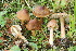  (Inocybe umbrinodisca - BGE_00475_G11)  @11 [ ] Copyright (2054) Enrico Bizio none