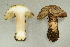  (Inocybe velata - BGE_00475_H01)  @11 [ ] Copyright (2024) Enrico Bizio none
