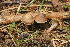  (Inocybe alpigenes - BGE_00475_H04)  @11 [ ] Copyright (2024) Enrico Bizio none