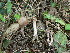  (Inocybe bresadolana - BGE_00475_H08)  @11 [ ] Copyright (2024) Enrico Bizio none