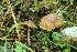  (Inocybe coelestium - BGE_00475_H09)  @11 [ ] Copyright (2024) Enrico Bizio none
