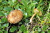  (Inocybe cucullata - BGE_00476_A01)  @11 [ ] Copyright (2024) Enrico Bizio none