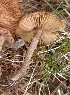  (Inocybe lacera regularis - BGE_00476_A08)  @11 [ ] Copyright (2024) Enrico Bizio none