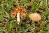  (Inocybe rufobrunnea - BGE_00476_A11)  @11 [ ] Copyright (2024) Enrico Bizio none