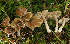  (Inocybe vestalis - BGE_00476_A12)  @11 [ ] Copyright (2024) Enrico Bizio none