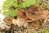  (Pluteus favrei - BGE_00477_A12)  @11 [ ] Copyright (2024) Enrico Bizio none