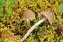  (Psathyrella rubiginosa - BGE_00477_B12)  @11 [ ] Copyright (2024) Enrico Bizio none