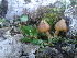  (Pseudosperma godfrinioides - BGE_00477_C09)  @11 [ ] Copyright (2024) Enrico Bizio none