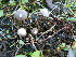 (Psilocybe physaloides - BGE_00477_D07)  @11 [ ] Copyright (2024) Enrico Bizio none