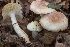  (Hygrophorus leucophaeoilicis - BGE_00477_G01)  @11 [ ] Copyright (2024) Alessandro Valdagni None