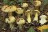  (Cortinarius lavandulochlorus - BGE_00477_G02)  @11 [ ] Copyright (2024) Alessandro Valdagni None