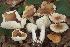  (Hygrophorus arbustivus - BGE_00477_G06)  @11 [ ] Copyright (2024) Alessandro Valdagni None