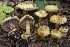  (Cortinarius flavoaurantians - BGE_00477_G08)  @11 [ ] Copyright (2024) Alessandro Valdagni None