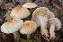  (Hygrophorus carpini - BGE_00477_G12)  @11 [ ] Copyright (2024) Alessandro Valdagni None