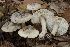  (Tricholoma basirubens - BGE_00477_H06)  @11 [ ] Copyright (2024) Alessandro Valdagni None