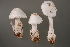  (Amanita pseudolactea - BGE_00478_C09)  @11 [ ] Copyright (2024) Marco Floriani None