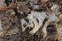  (Craterellus undulatus - BGE_00478_D08)  @11 [ ] Copyright (2024) Marco Floriani None
