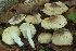  (Tricholoma umbonatum - BGE_00478_E11)  @11 [ ] Copyright (2024) Alessandro Valdagni None