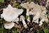  (Clitocybe krizii-josephii - BGE_00478_F07)  @11 [ ] Copyright (2024) Marco Floriani None