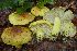 (Tricholoma viridifucatum - BGE_00478_F08)  @11 [ ] Copyright (2024) Alessandro Valdagni None