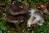  (Hygrophorus camarophyllus - BGE_00479_B05)  @11 [ ] Copyright (2024) Marco Floriani None