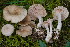  (Musumecia - BGE_00479_D09)  @11 [ ] Copyright (2024) Marco Floriani None