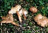  (Bonomyces sinopicus - BGE_00480_C06)  @11 [ ] Copyright (2024) Fabio Padovan None