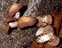  (Psathyrella variata - BGE_00480_G06)  @11 [ ] Copyright (2024) Fabio Padovan None