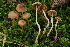  (Cortinarius detonsus - BGE_00482_B03)  @11 [ ] Copyright (2024) Marco Floriani None